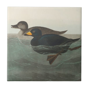 Audubon American Scoter Duck Classic Tegeltje