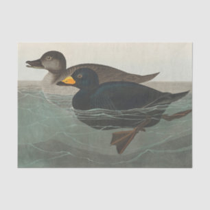 Audubon American Scoter Duck Classic Tissuepapier