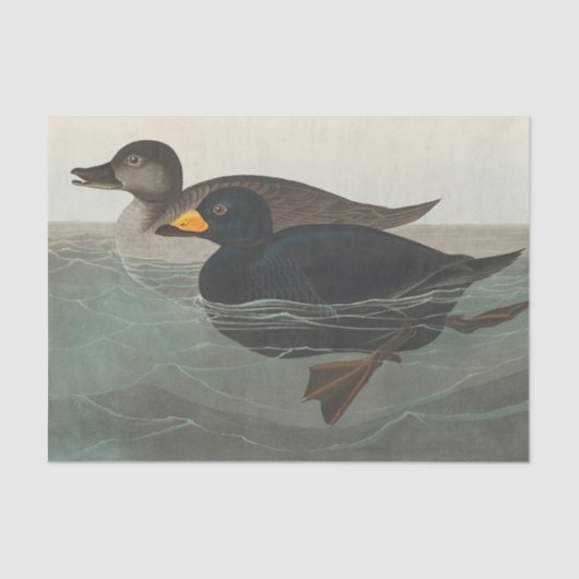 Audubon American Scoter Duck Classic Tissuepapier (Voorkant)