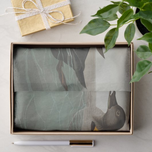 Audubon American Scoter Duck Classic Tissuepapier (Geschenk)