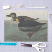 Audubon American Scoter Duck Classic Tissuepapier (Craft)