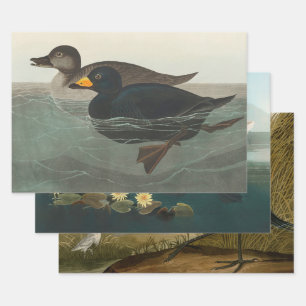Audubon American Scoter Duck Inpakpapier Vel