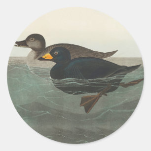 Audubon American Scoter Duck Ronde Sticker