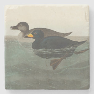 Audubon American Scoter Duck Stenen Onderzetter