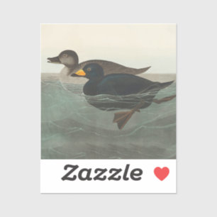 Audubon American Scoter Duck Sticker