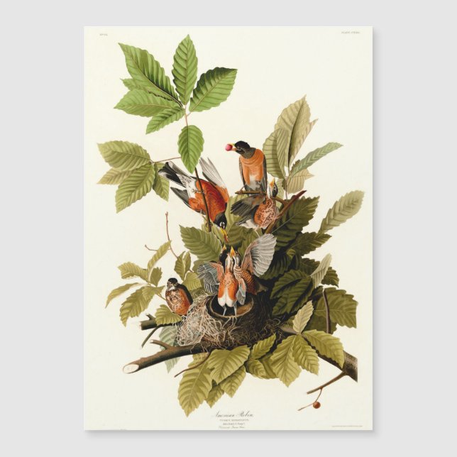 Audubon Amerikaanse Robin Wildlife Bird Illustrati (Voorkant)
