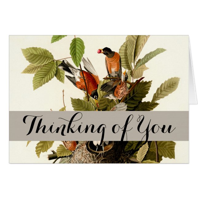 Audubon Amerikaanse Robin Wildlife Bird Illustrati (Voorkant Horizontaal)