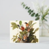 Audubon Amerikaanse Robin Wildlife Bird Illustrati Briefkaart (Staand voorkant)