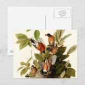 Audubon Amerikaanse Robin Wildlife Bird Illustrati Briefkaart (Voorkant / Achterkant)