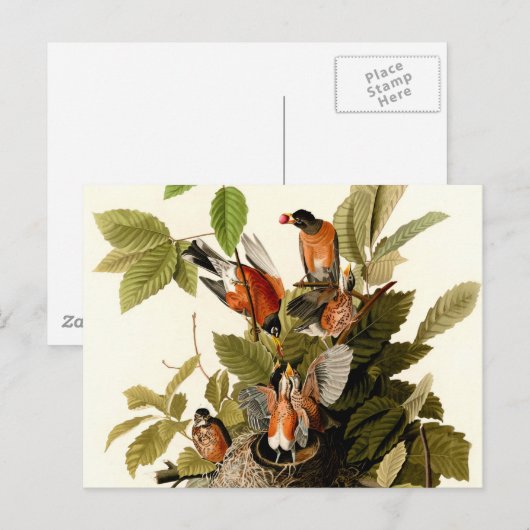 Audubon Amerikaanse Robin Wildlife Bird Illustrati Briefkaart (Voorkant / Achterkant)
