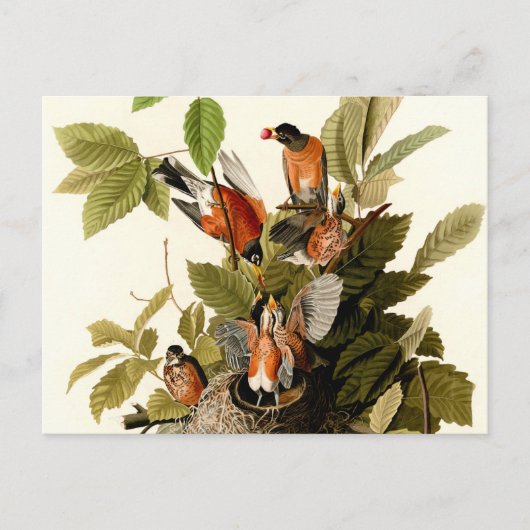 Audubon Amerikaanse Robin Wildlife Bird Illustrati Briefkaart (Voorkant)