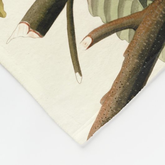 Audubon Amerikaanse Robin Wildlife Bird Illustrati Fleece Deken (Hoek)