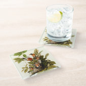 Audubon Amerikaanse Robin Wildlife Bird Illustrati Glazen Onderzetter (Schuin)