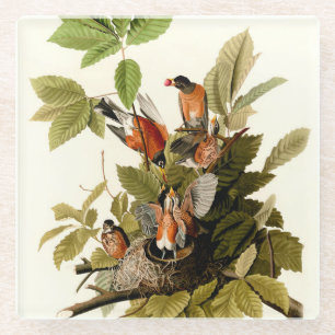 Audubon Amerikaanse Robin Wildlife Bird Illustrati Glazen Onderzetter