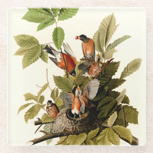 Audubon Amerikaanse Robin Wildlife Bird Illustrati Glazen Onderzetter (Voorkant)