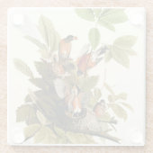 Audubon Amerikaanse Robin Wildlife Bird Illustrati Glazen Onderzetter (Achterkant)