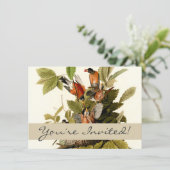 Audubon Amerikaanse Robin Wildlife Bird Illustrati Kaart (Staand voorkant)