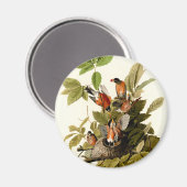 Audubon Amerikaanse Robin Wildlife Bird Illustrati Magneet (Voorkant / Achterkant)