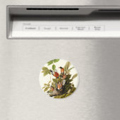 Audubon Amerikaanse Robin Wildlife Bird Illustrati Magneet (Insitu (Vaatwasser))