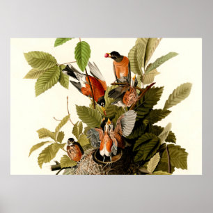 Audubon Amerikaanse Robin Wildlife Bird Illustrati Poster