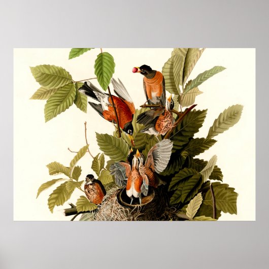 Audubon Amerikaanse Robin Wildlife Bird Illustrati Poster (Voorkant)