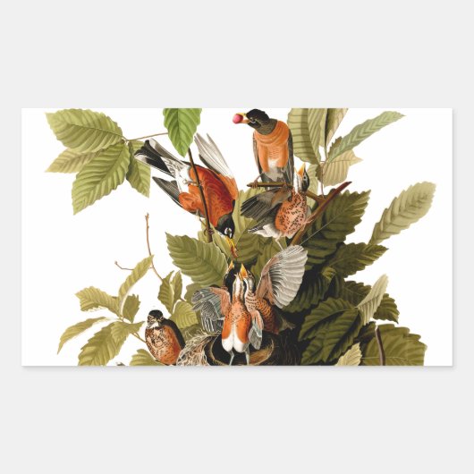 Audubon Amerikaanse Robin Wildlife Bird Illustrati Rechthoekige Sticker (Voorkant)