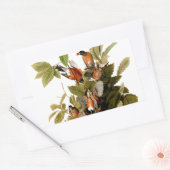 Audubon Amerikaanse Robin Wildlife Bird Illustrati Rechthoekige Sticker (Envelop)