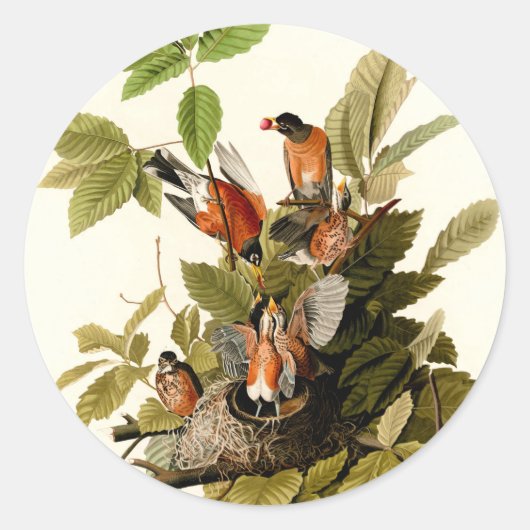 Audubon Amerikaanse Robin Wildlife Bird Illustrati Ronde Sticker (Voorkant)