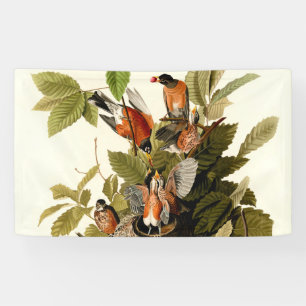 Audubon Amerikaanse Robin Wildlife Bird Illustrati Spandoek