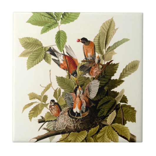 Audubon Amerikaanse Robin Wildlife Bird Illustrati Tegeltje (Voorkant)