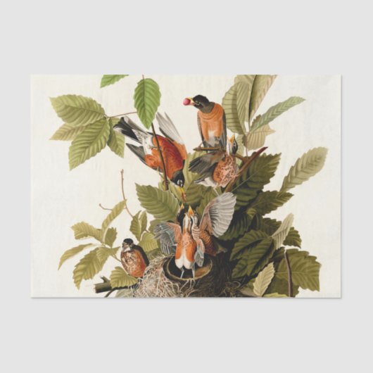 Audubon Amerikaanse Robin Wildlife Bird Illustrati Tissuepapier (Voorkant)