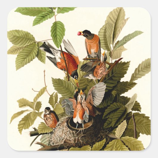 Audubon Amerikaanse Robin Wildlife Bird Illustrati Vierkante Sticker (Voorkant)