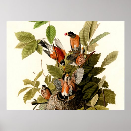 Audubon Amerikaanse Roodborst Natuur Vogel Illustr Poster (Voorkant)