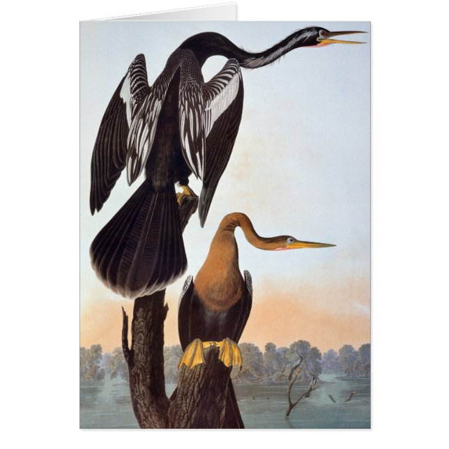 Audubon: Anhinga (Voorkant)