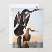 Audubon: Anhinga Briefkaart (Voorkant / Achterkant)