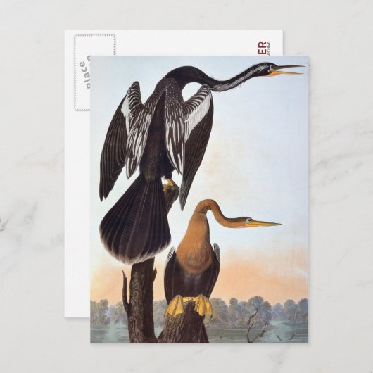 Audubon: Anhinga Briefkaart (Voorkant / Achterkant)