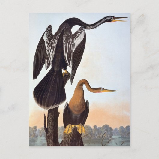 Audubon: Anhinga Briefkaart (Voorkant)