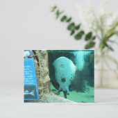 Audubon Aquarium of the Americas, New Orleans Briefkaart (Staand voorkant)