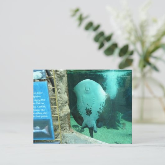 Audubon Aquarium of the Americas, New Orleans Briefkaart (Staand voorkant)