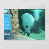 Audubon Aquarium of the Americas, New Orleans Briefkaart (Voorkant)