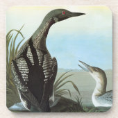 Audubon: Arctic Loon Drankjes Onderzetter (Voorkant)