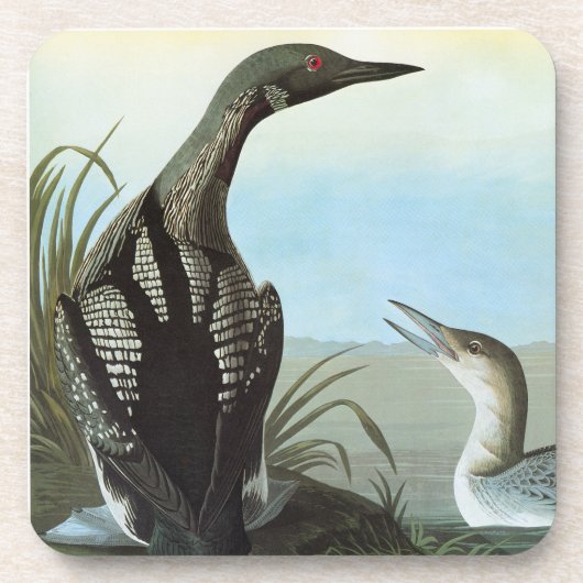 Audubon: Arctic Loon Drankjes Onderzetter (Voorkant)