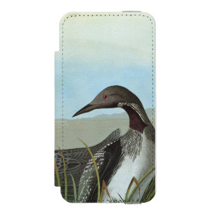 Audubon: Arctic Loon