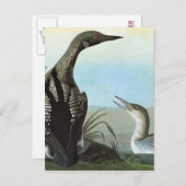 Audubon: Arctische leoon Briefkaart (Voorkant / Achterkant)