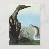Audubon: Arctische leoon Briefkaart (Voorkant)