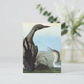 Audubon: Arctische leoon Briefkaart (Staand voorkant)