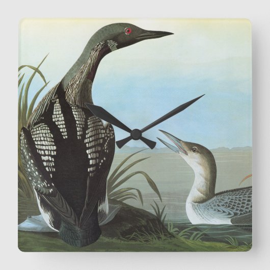 Audubon: Arctische leoon Vierkante Klok (Voorkant)
