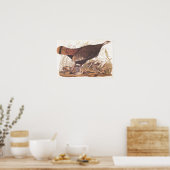 Audubon Art Wild Turkey Hen and Chicken Poster (Keuken)