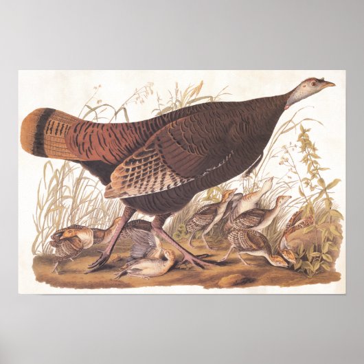 Audubon Art Wild Turkey Hen and Chicken Poster (Voorkant)