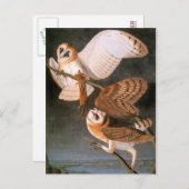 Audubon: Barn Owl Briefkaart (Voorkant / Achterkant)